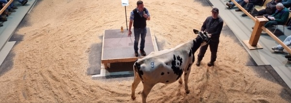 Kuhhandel - Viehauktion im Emmental hautnah erleben
