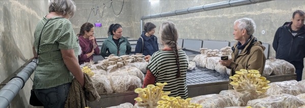 Mushroom cultivation workshop for teams