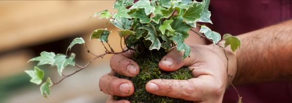 Kokedama selber machen