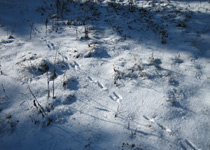 Wildlife discovery on snow shoes