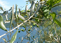 Visite guidée des oliviers au Tessin