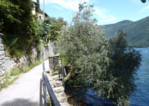 A guided tour through the olive groves of the Ticino