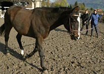 Apprendre à gérer et communiquer grâce aux chevaux  