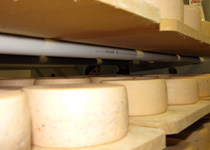 Cheeses in the Muotathal