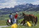 E-bike animal safari Appenzellerland