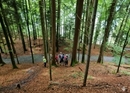Mindfulness training in the forest