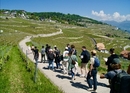 Wine hike, tasting and puzzle fun on Lake Geneva