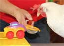Hühner-Workshop – Führen ohne Worte