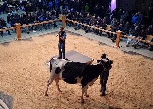 Kuhhandel - Viehauktion im Emmental hautnah erleben