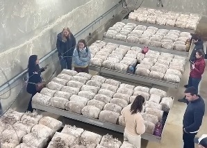 Mushroom cultivation workshop for teams